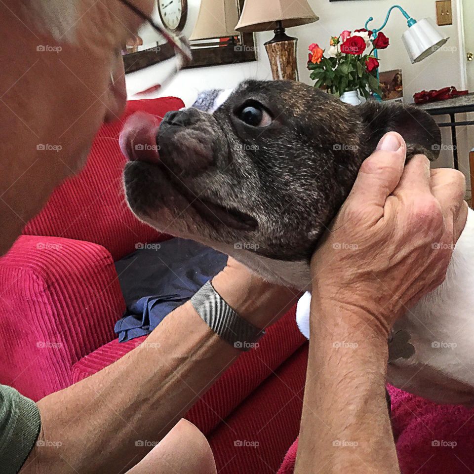 Adorable dog kissing a man.