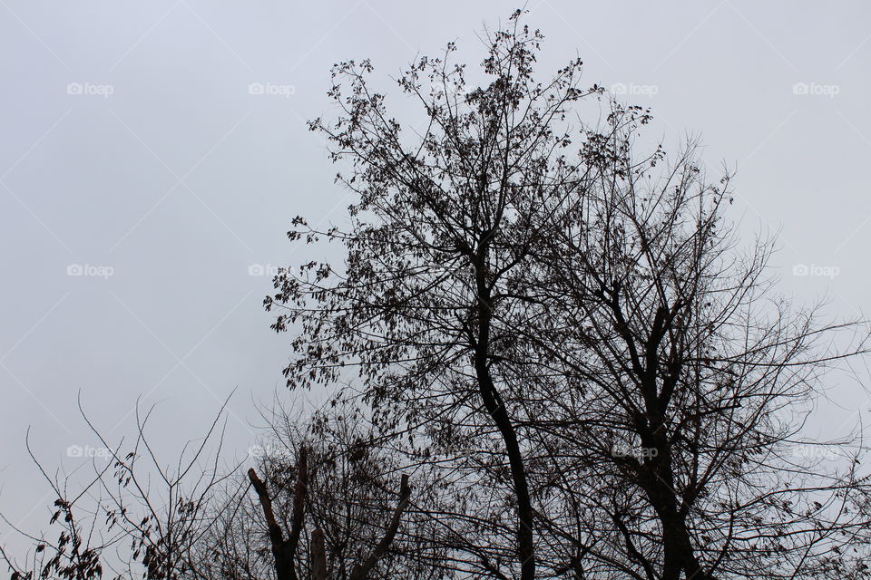 Black and white Autumn silhouettes of tall trees in November