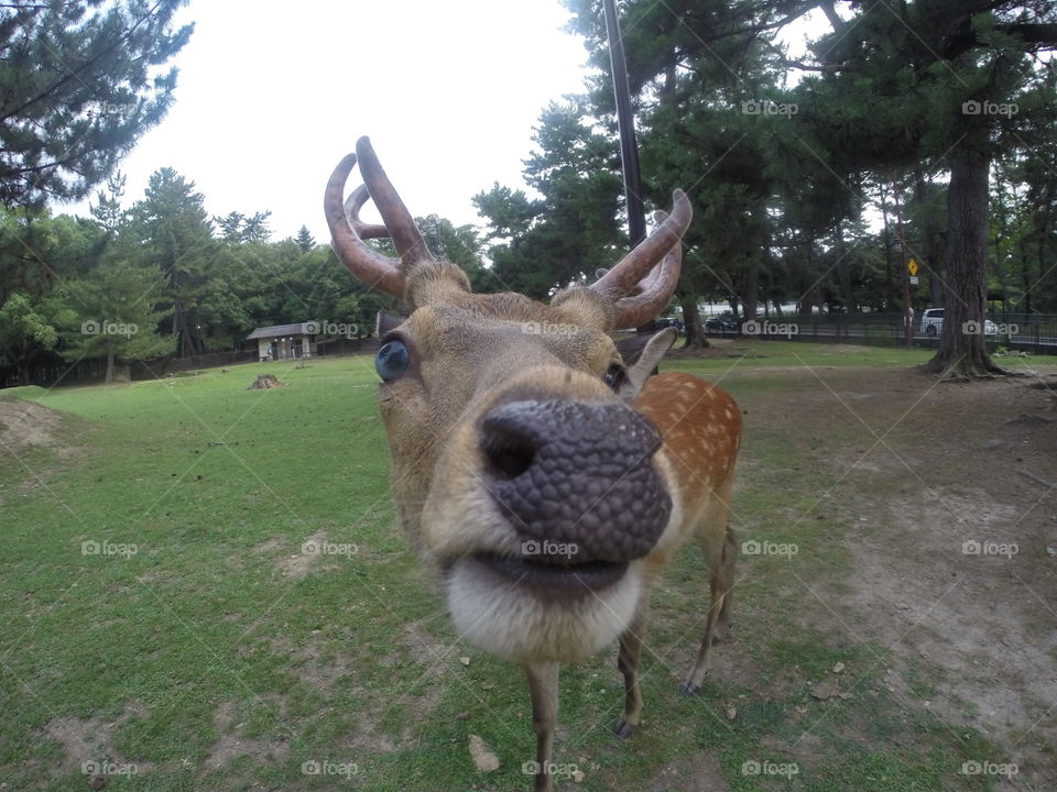 Deer in a park in Kyoto, Japan. 