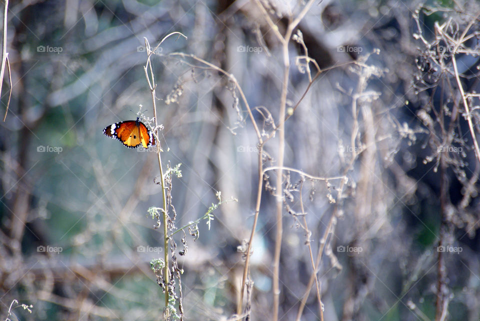 Bright butterfly among the dried weeds, eye catcher.
