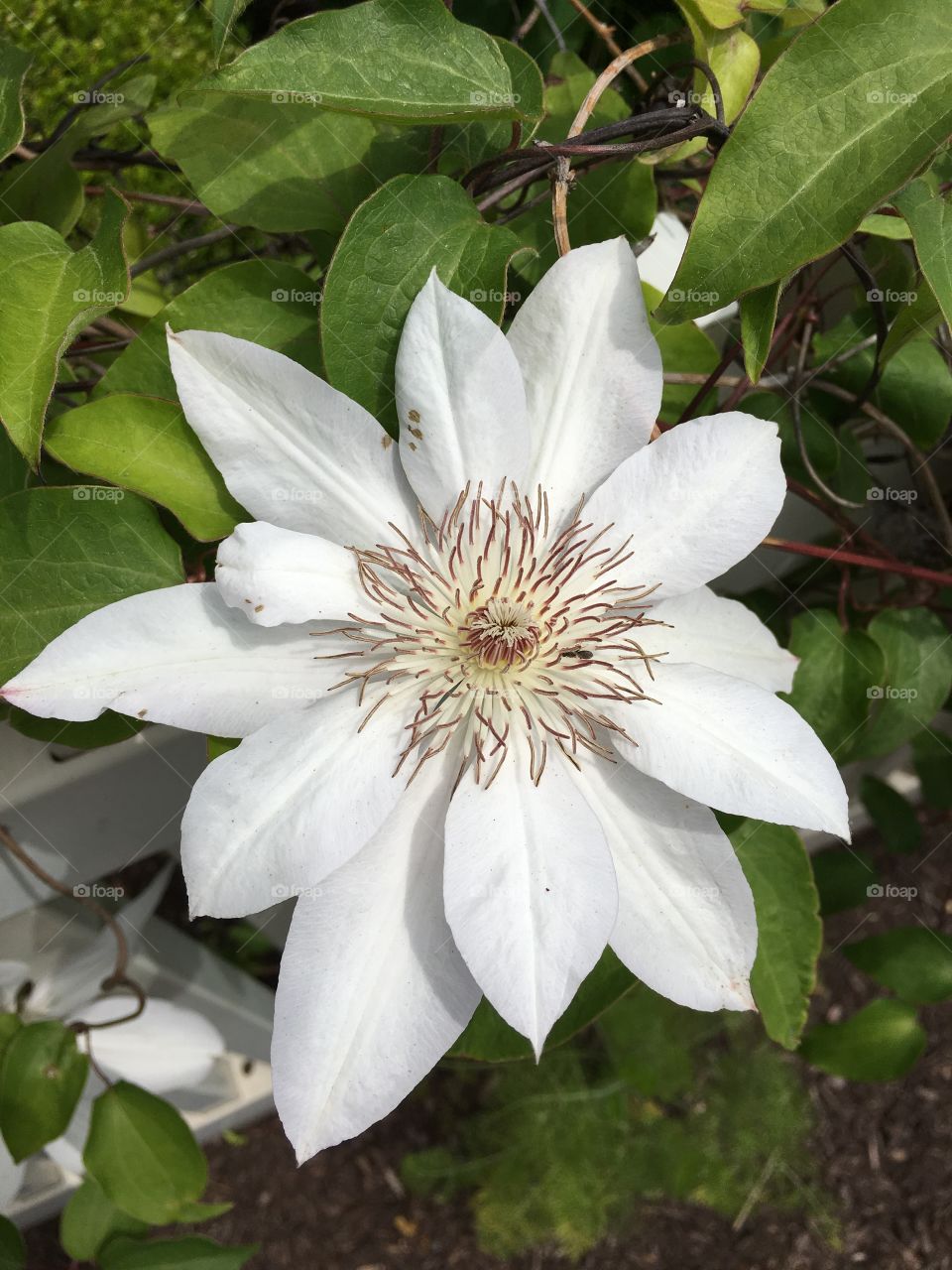 Giant white clematis