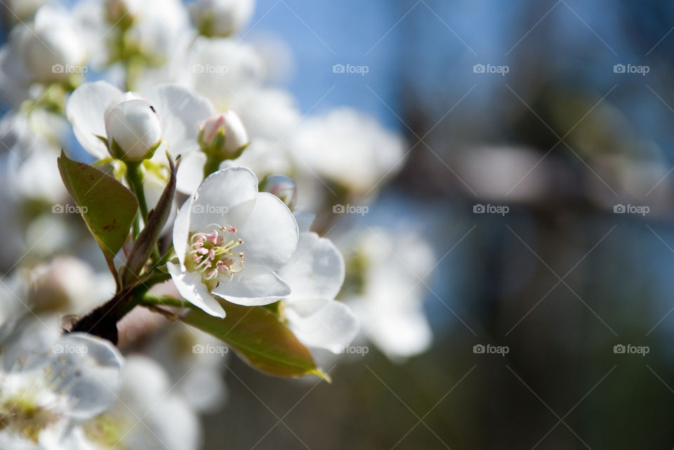 Apple tree