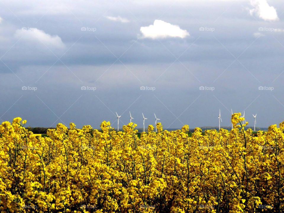 yellow field 