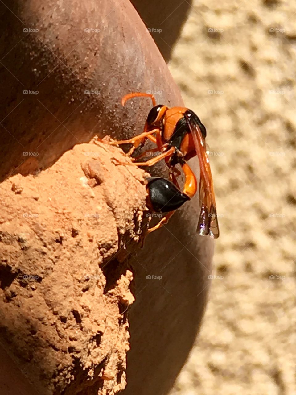 Mud dauber wasp feeding larvae in mud nest closeup 