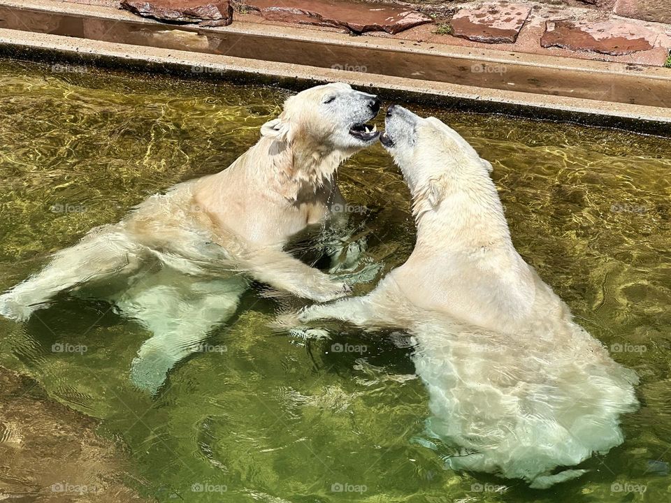 White bears love 