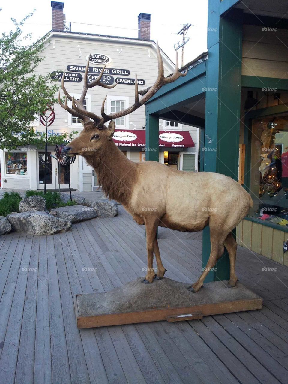 Elk statue