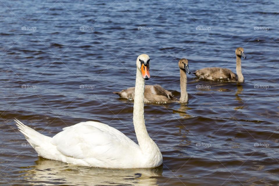 Swan family.