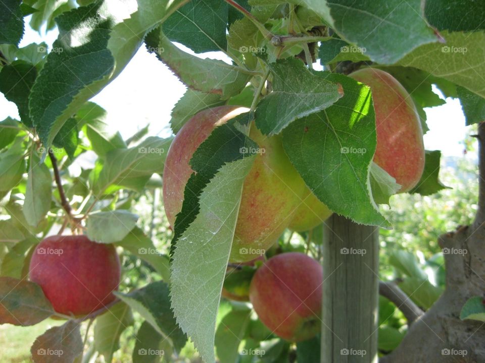 Apples. Honey Crisp orchard