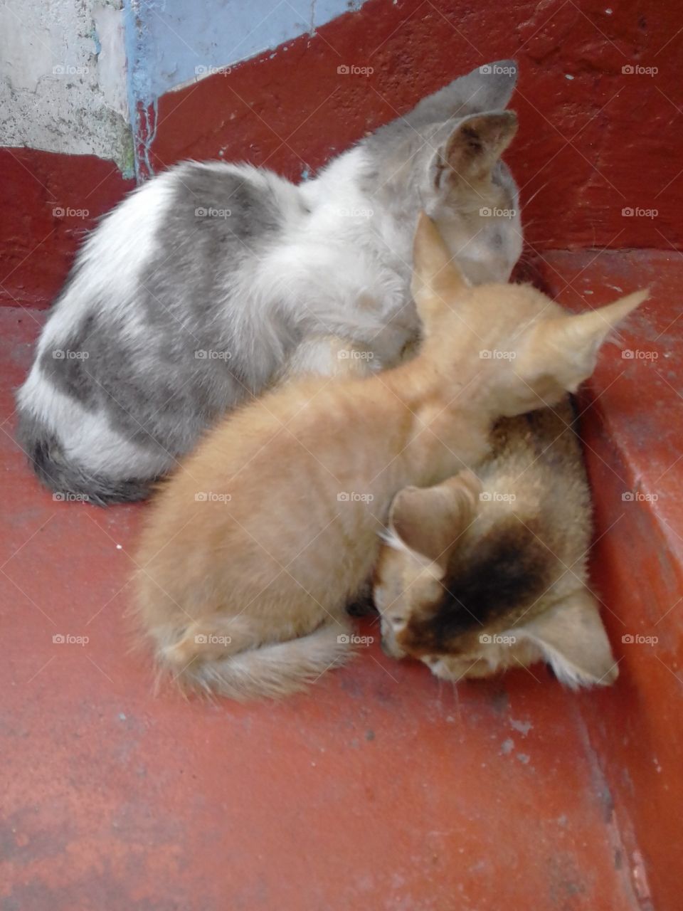 Three Cat Brothers..