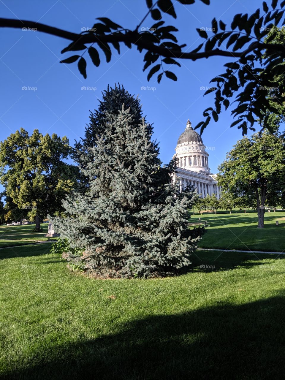 A single, happy, alone evergreen tree on the lawn of the city capital. Surrounded by beautiful green grass and blue sky, it holds it's ground well.