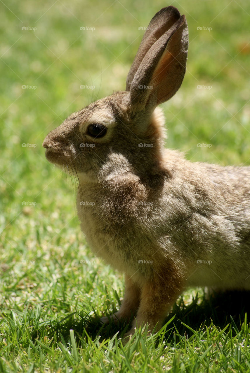 Brawn rabbit sitting on grass field