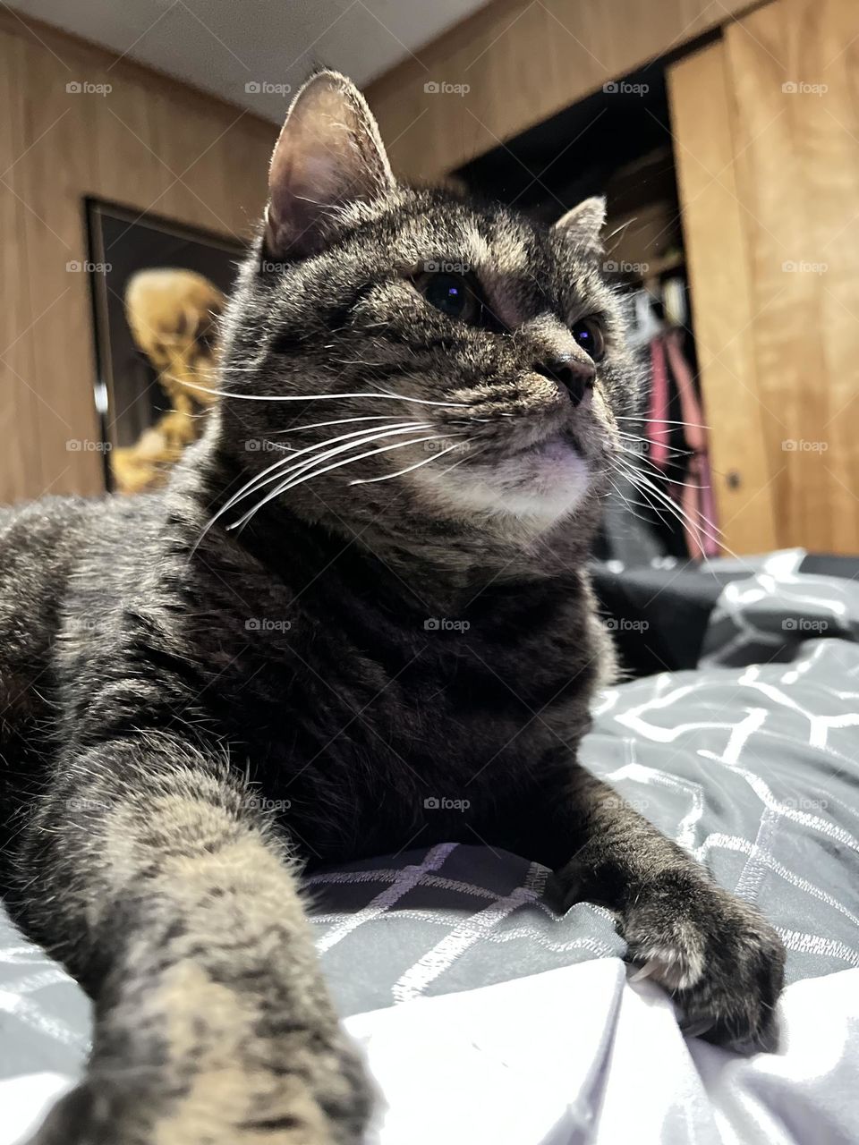 Meet, Maggie. Wherever I go, she goes. There isn’t a nap or full nights sleep apart, ever. She is not a fan of the camera, and I have been trying for this angle for months. I only got it thanks to YouTube playing birds and squirrels on the TV. 👍