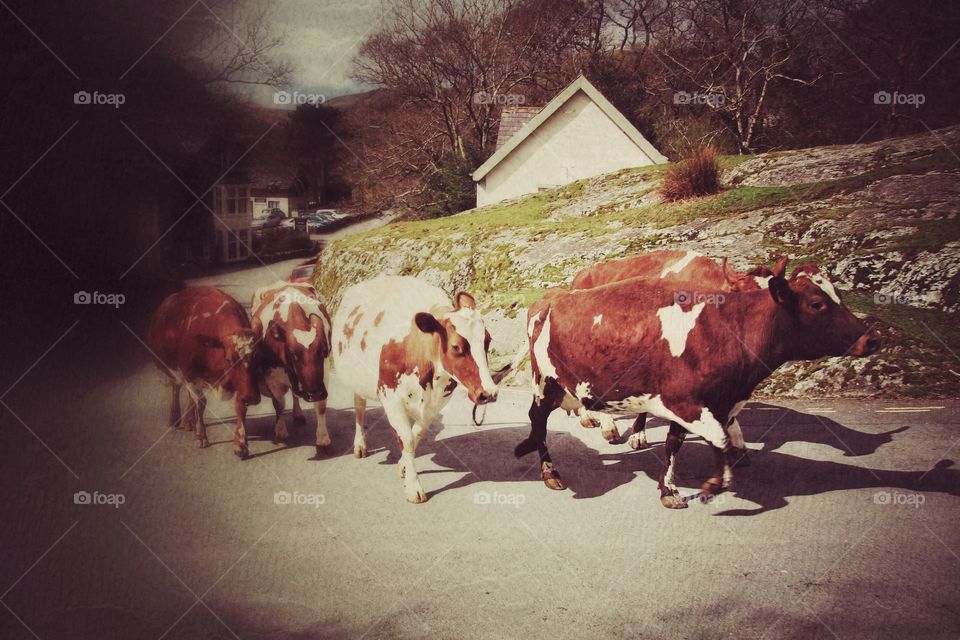 Herd Of Cows. A herd of dairy cows walking to be milked