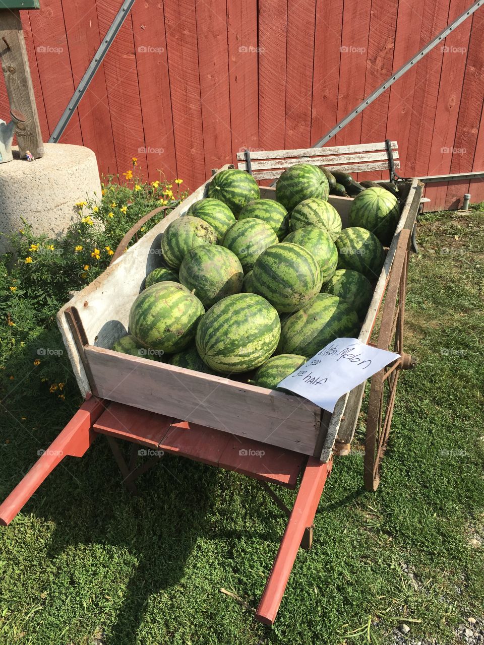 Wheelbarrow of melon