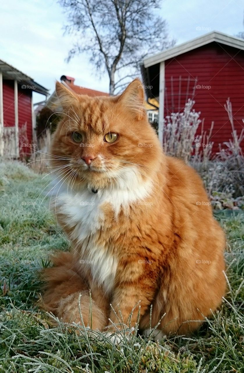 Portrait of orange cat