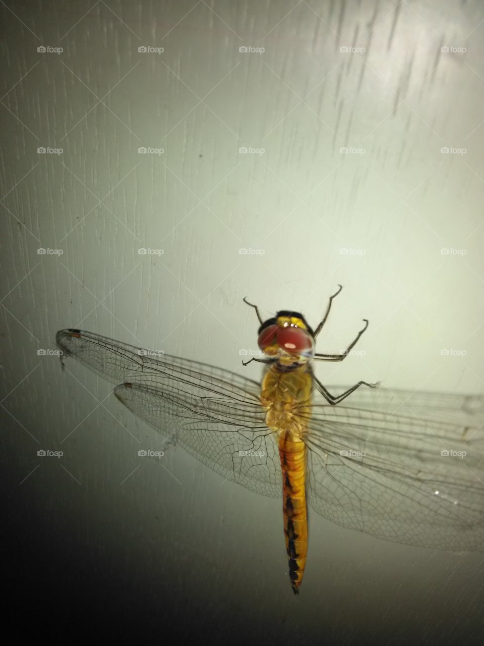 dragonfly