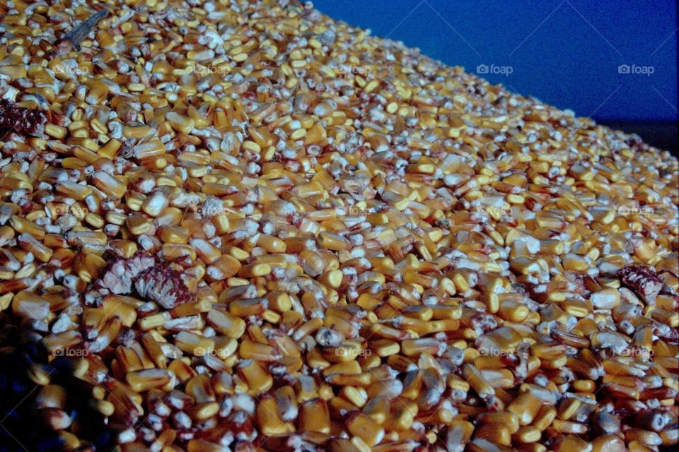 Corn 