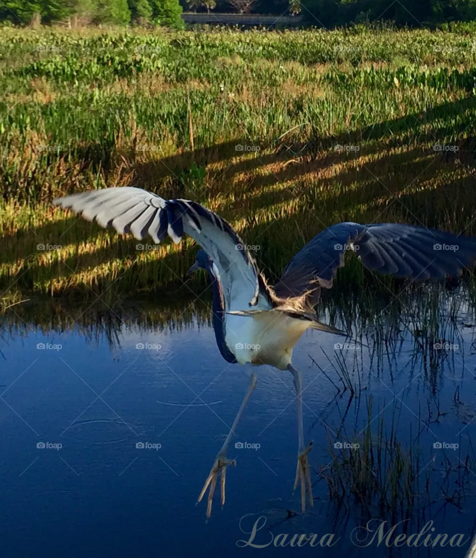 Blue Heron