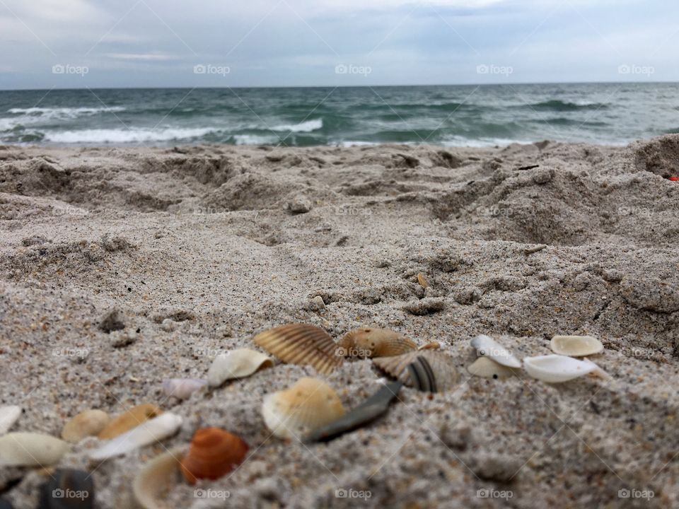 Shells by the beach 