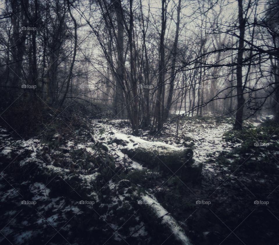 Moody dark glen with snowy logs