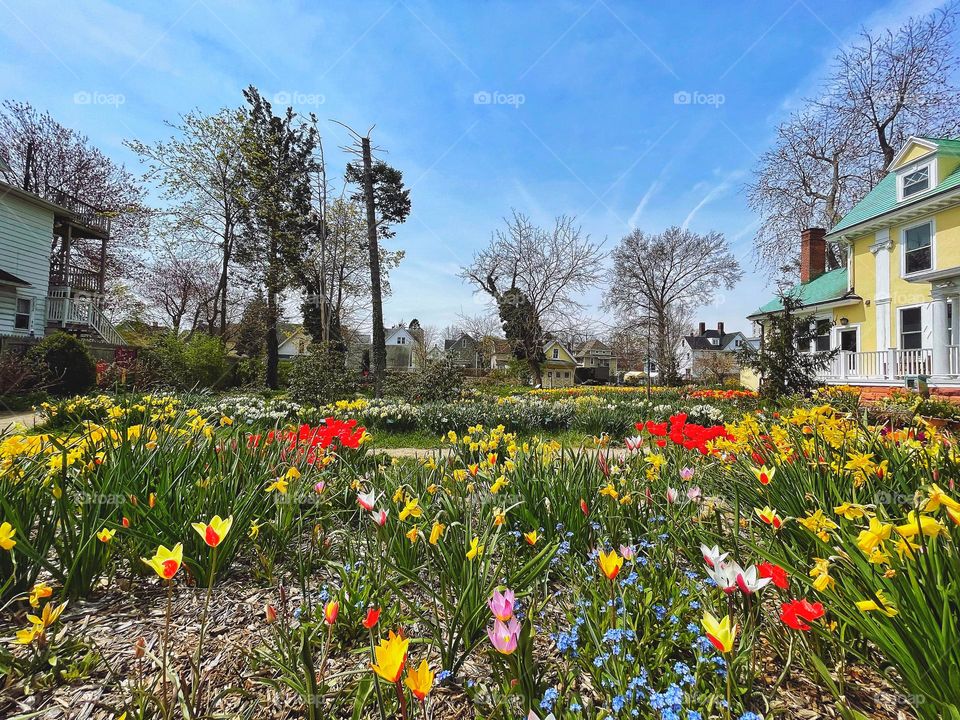 Spring flowers in a garden 