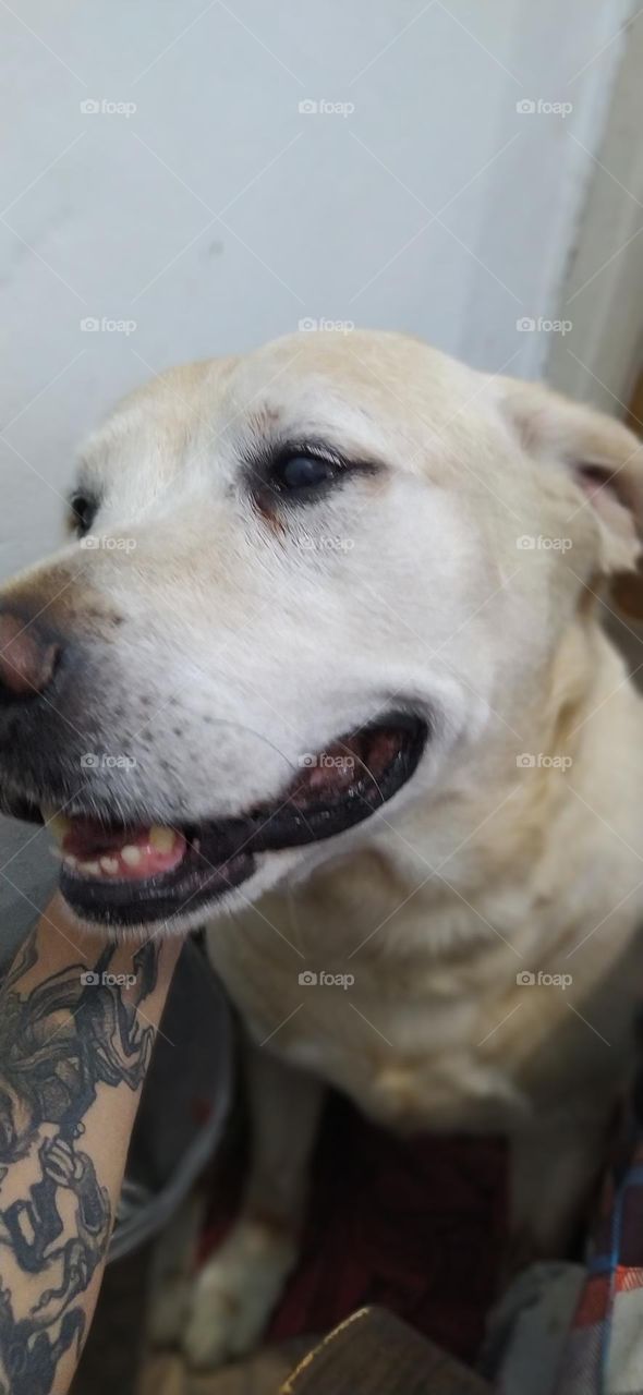 Cachorro da raça labrador recebendo carinho.