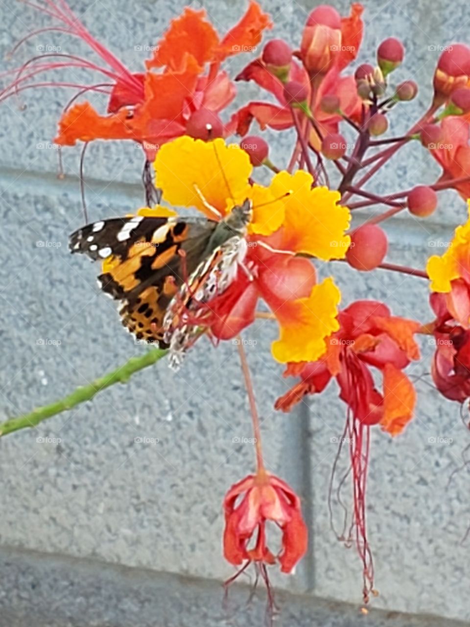 butterfly on bird of paradise
