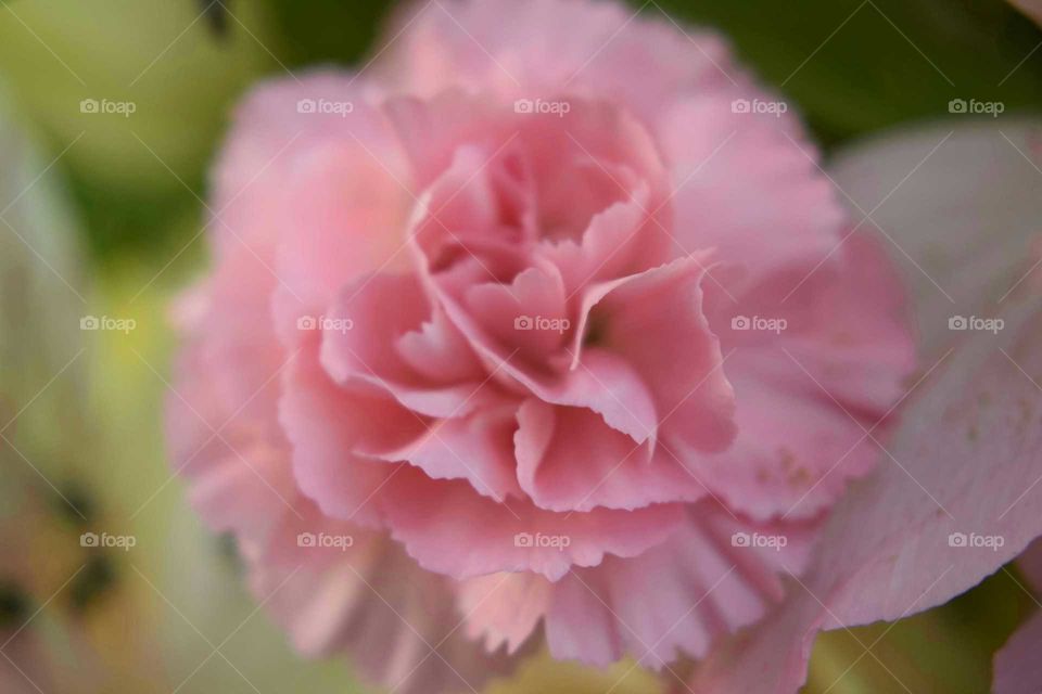 Flower, Nature, Rose, Flora, No Person