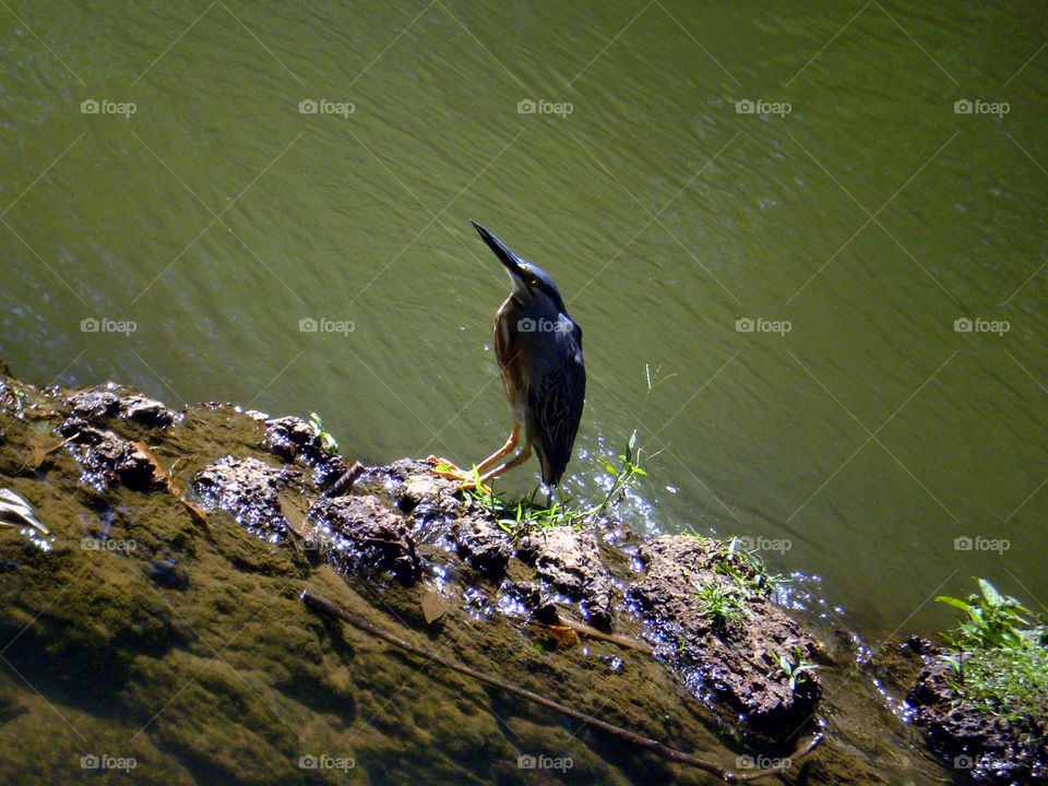 Socozinho, a Brazilian bird