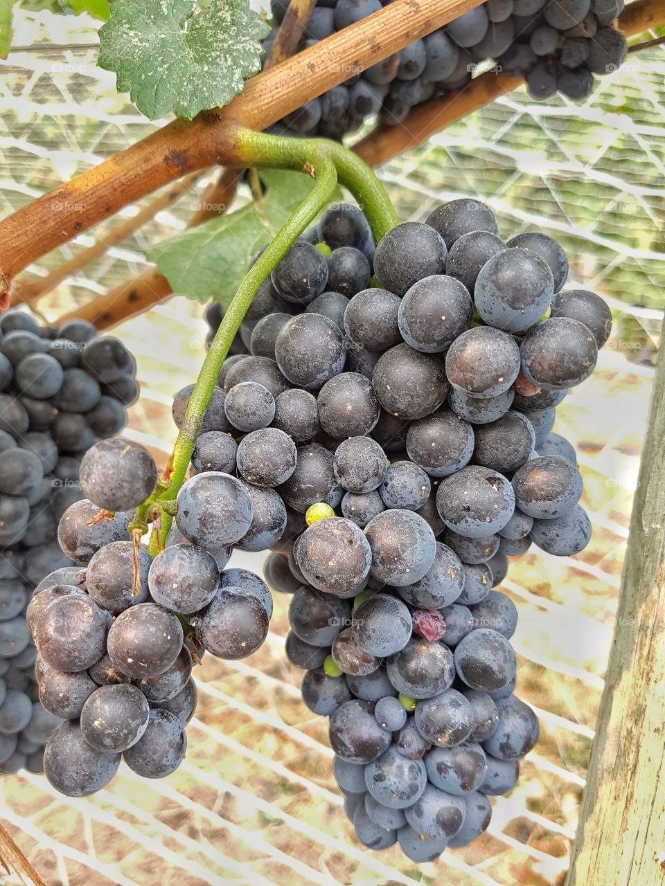 Grapes on vine