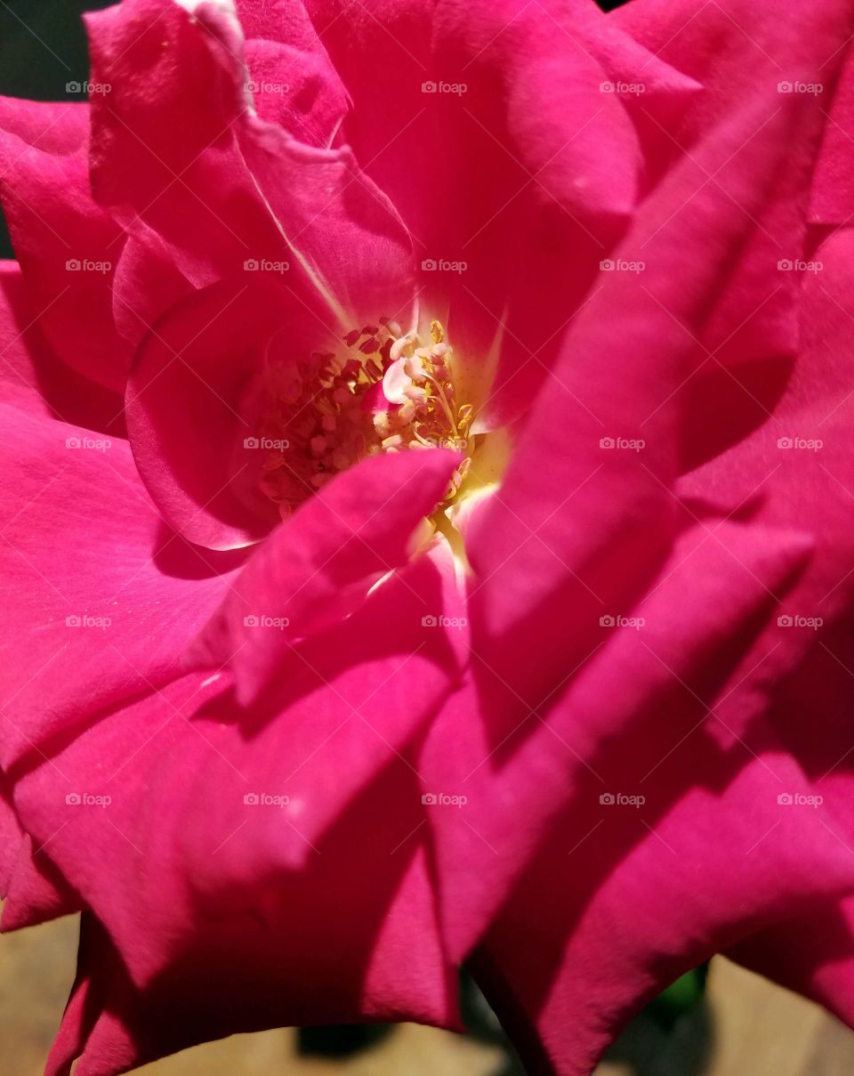 Closeup red rose in full bloom.