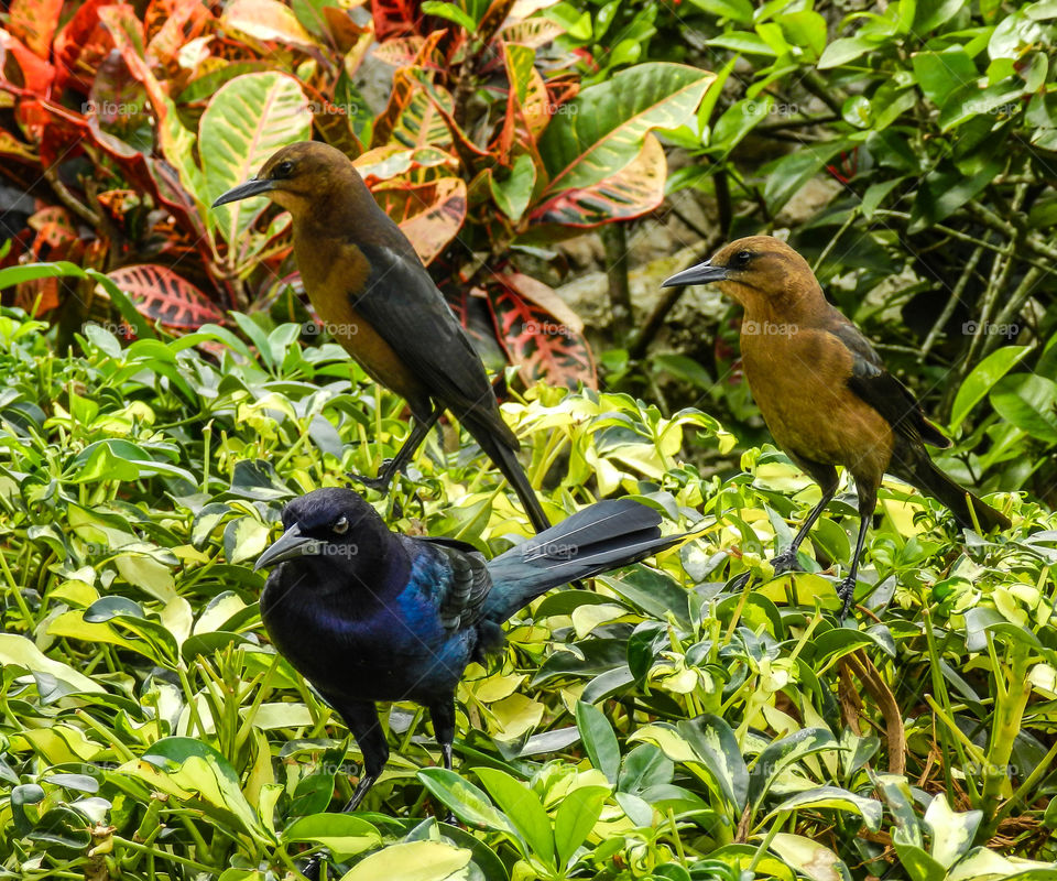 Two female and one male Grackle