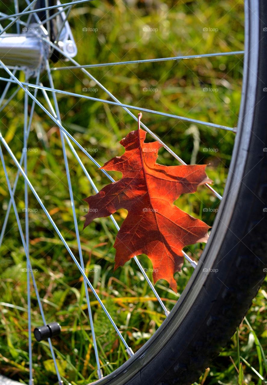 red autumn leaf on a bike wheel