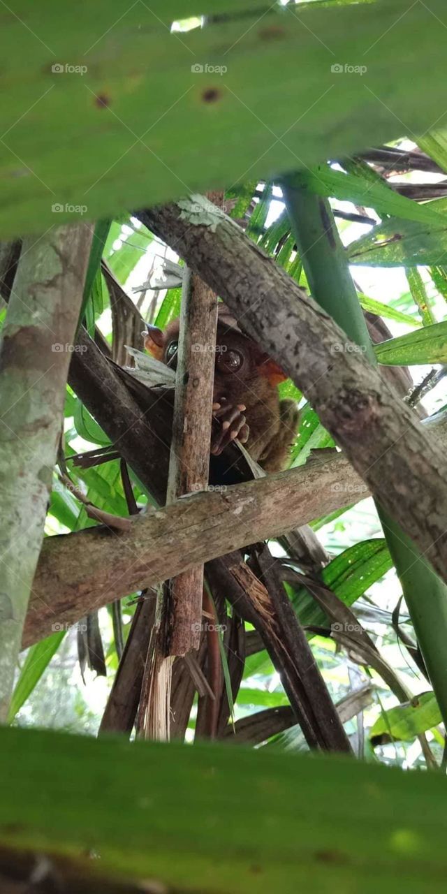 philippine tarsier in bohol
