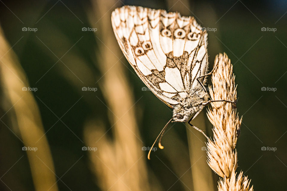 Close-up of a butterfly