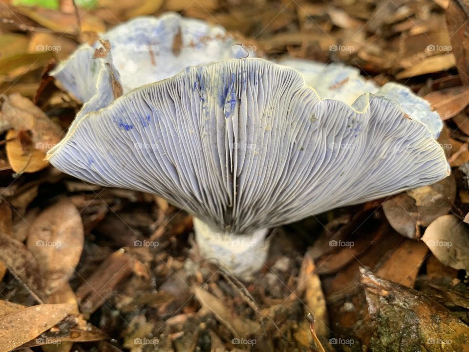 The Indigo milk cap, or Lactarius indigo, is a member of the larger milk cap mushroom family with one standout characteristic, their blue coloring. mild, sweet and nutty with a hint of cracked pepper on the finish