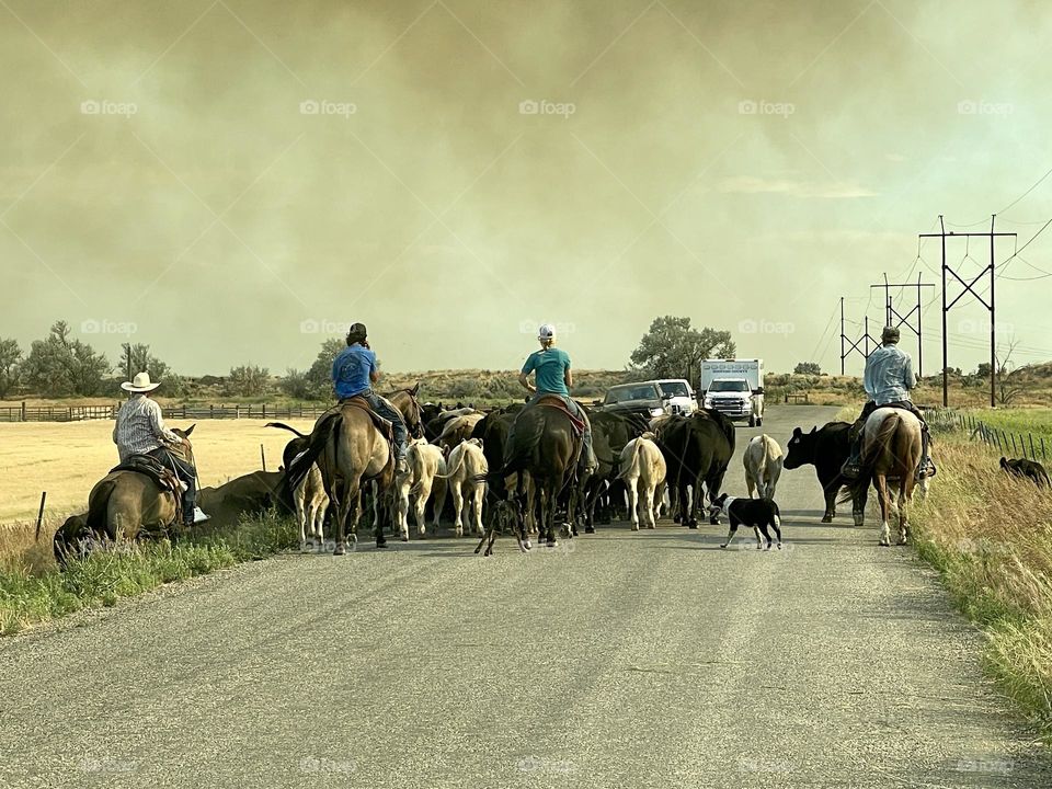 A herd in the countryside of Gooding, Idaho with the herding dogs, cowboys and cow girl on the rough road during the Bray-fire of Idaho 2022  