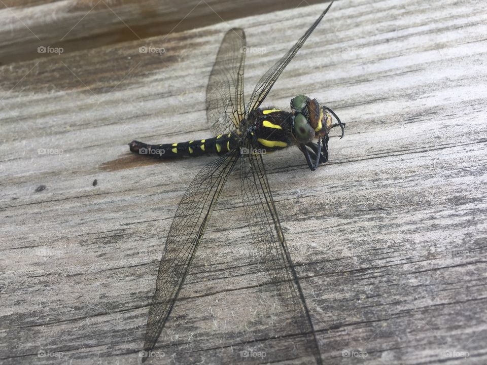 Dragonfly 