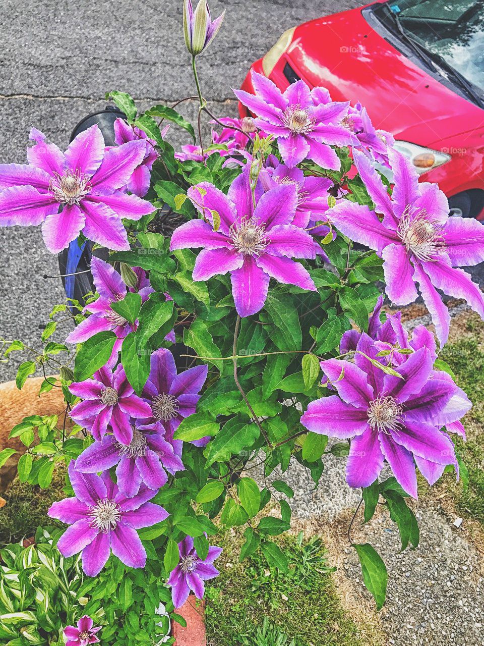 The clematis have overrun my mailbox... 