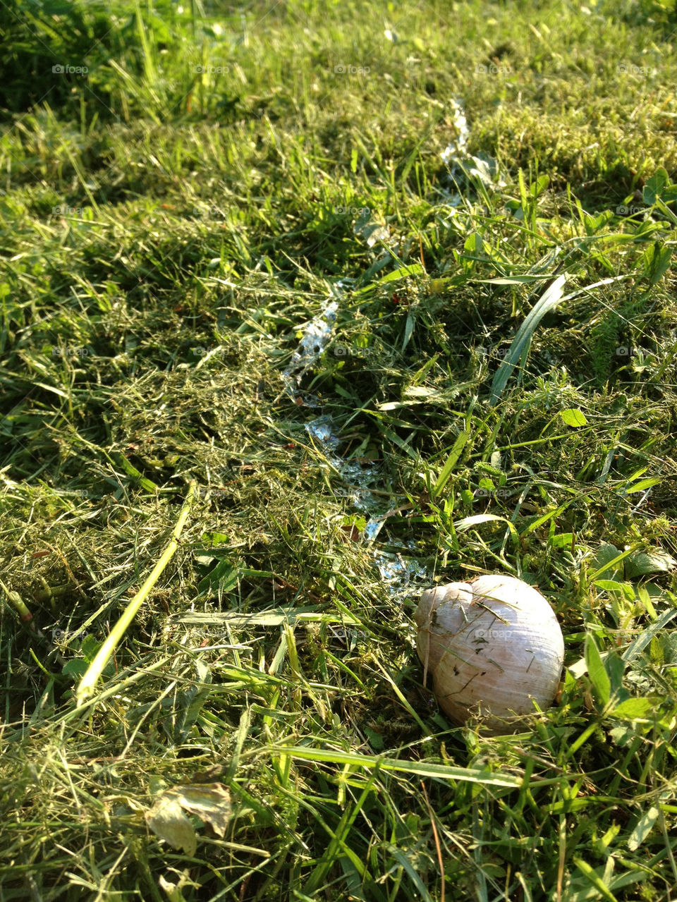 snail track on the way by anrool