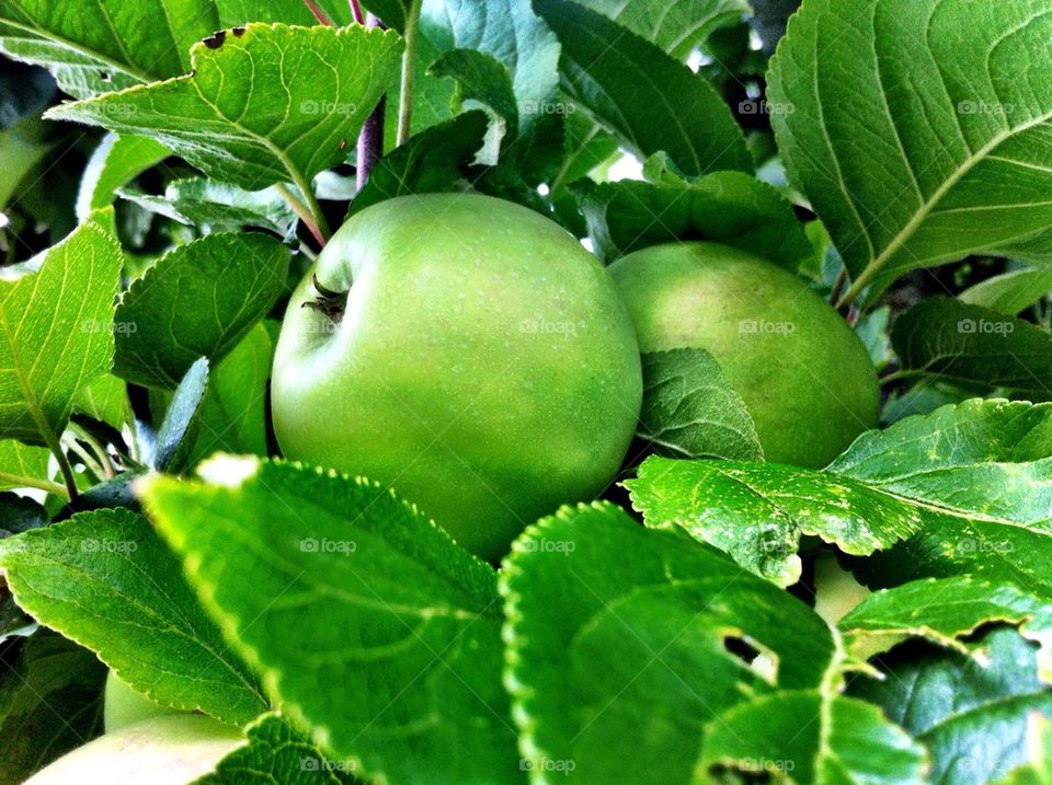 Fruit tree with green apples