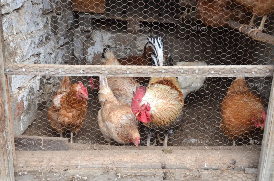 Mission Birds&Bees - Nature in Motion