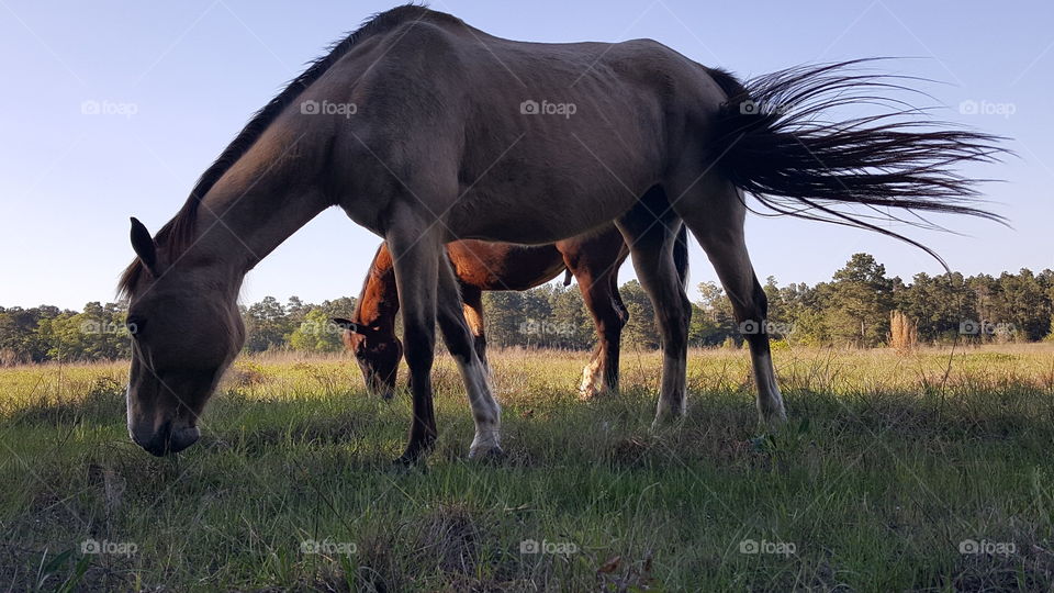 horses