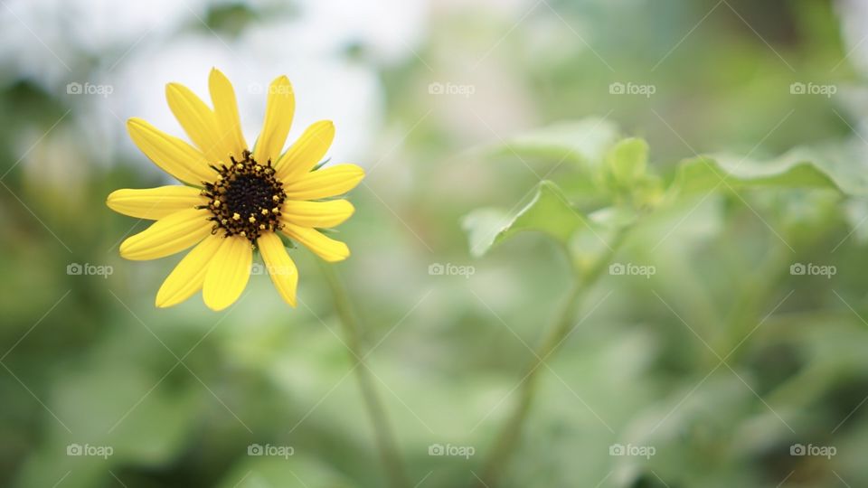 Miño Sunflower Plant 