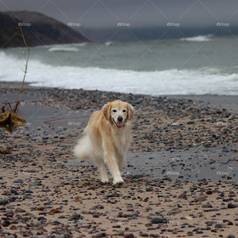 kaci our golden retriever walking the beach on lake superior