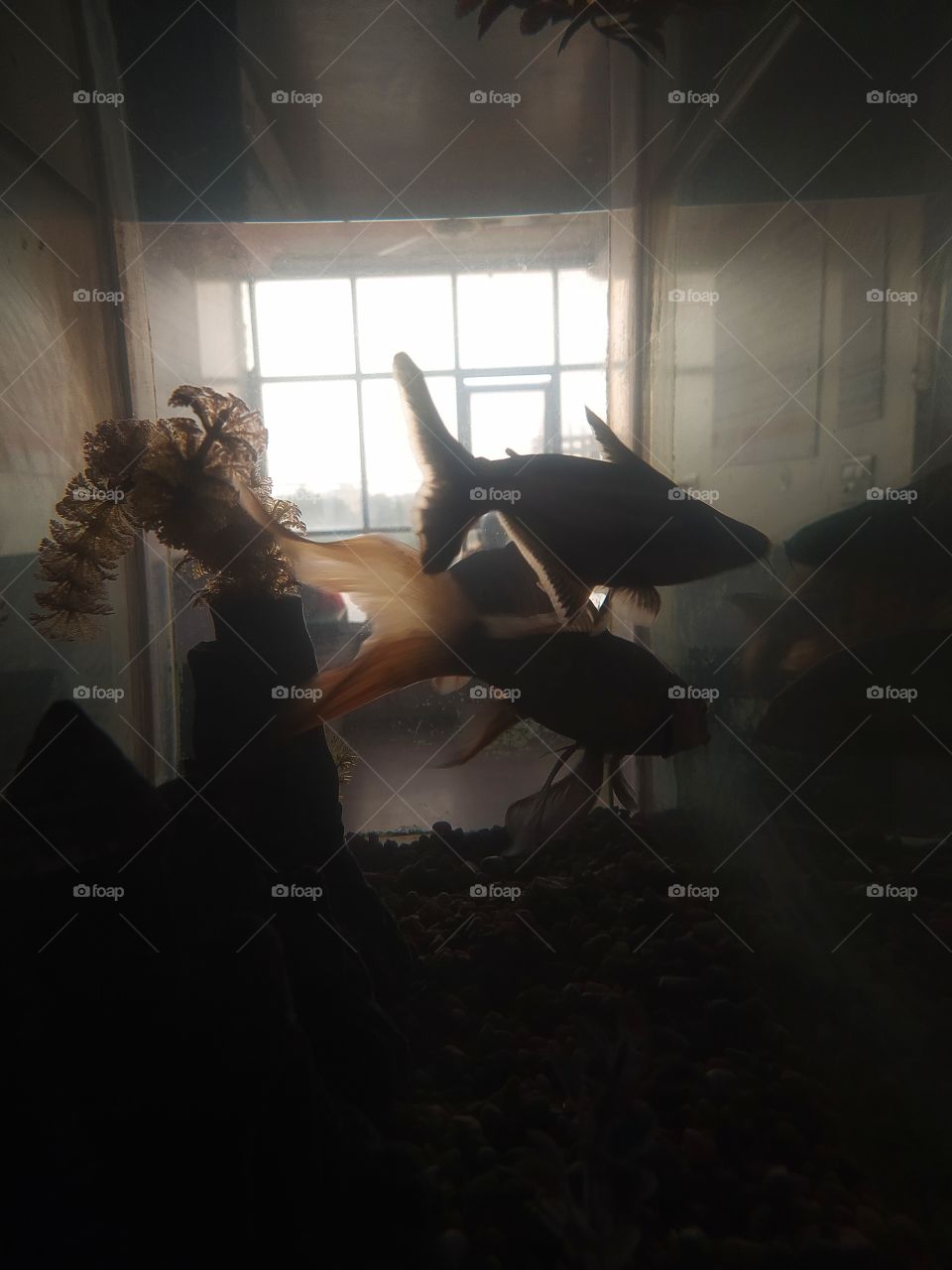 Fish tank photo shot on Camera