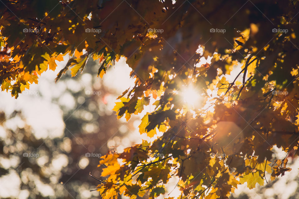 Fall, Leaf, Bright, Tree, Maple
