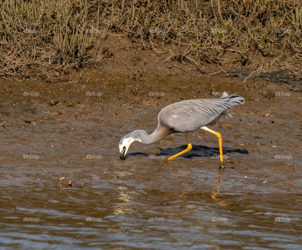 Grey Heron with head in the mud