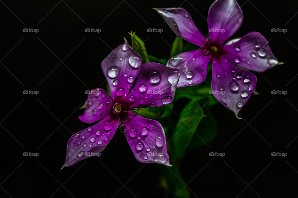 water drops in Madagascar periwinkle flower