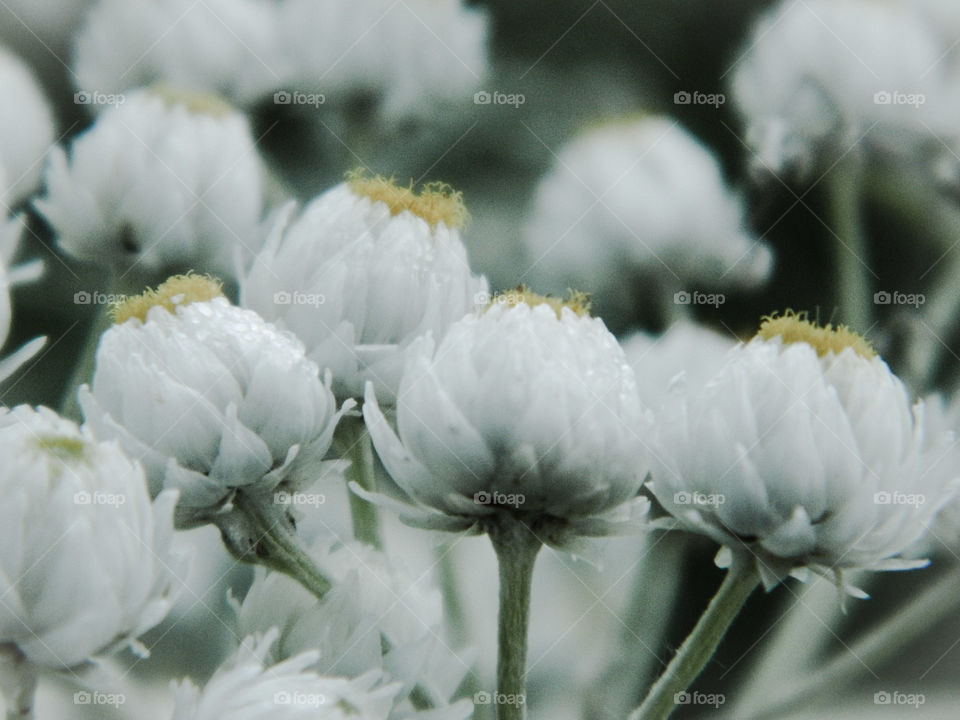 Garden flowers